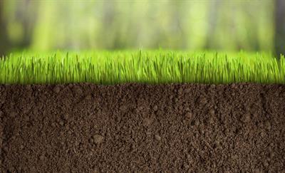 Turf grass